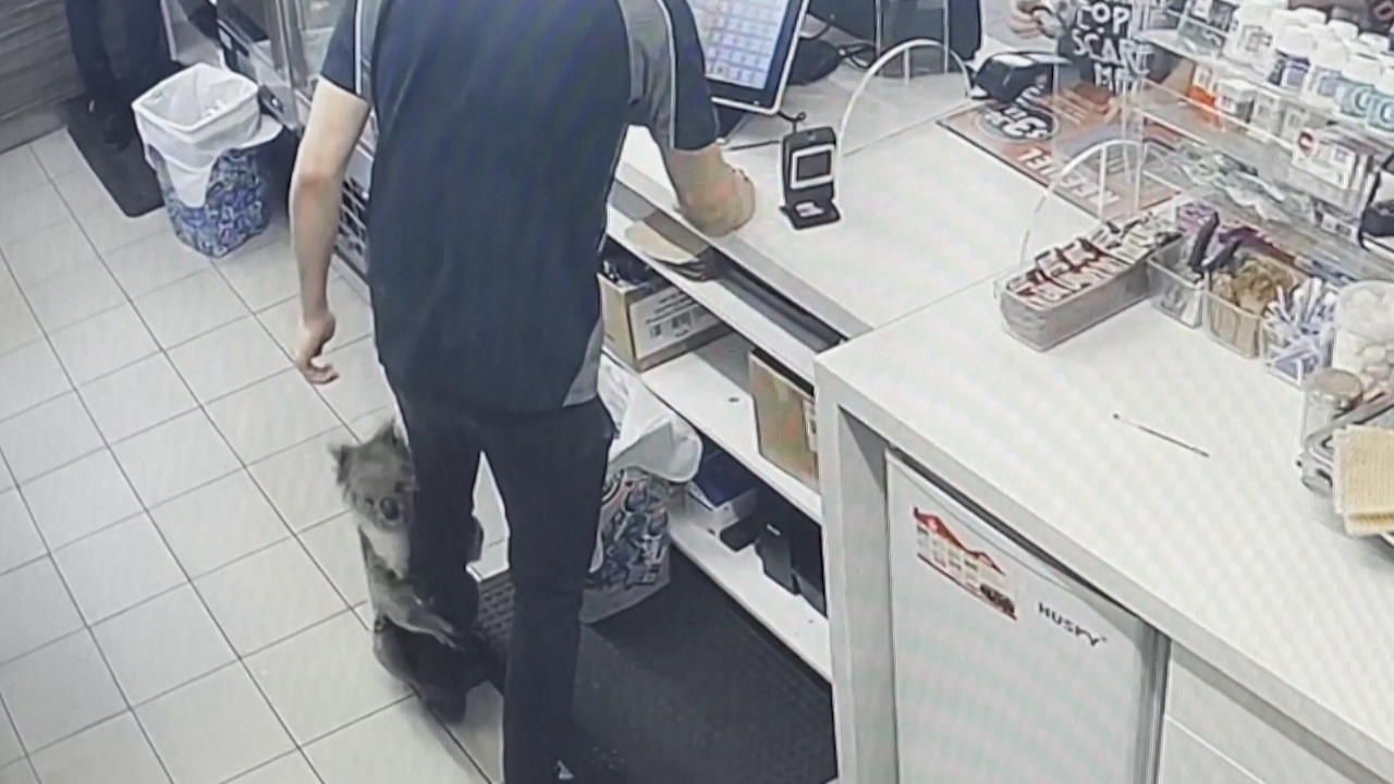 L'employé de station-service le plus mignon du monde Koala totalement confus