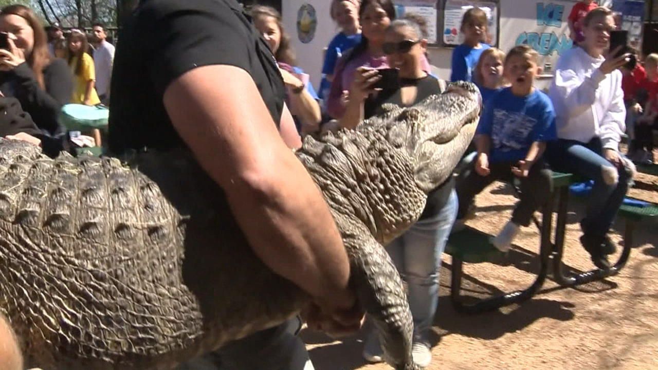Une stagiaire du zoo a volé un œuf d'alligator et élevé un reptile il y a 20 ans !