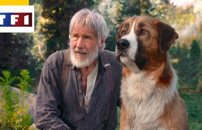L’Appel de la forêt sur TF1 : pourquoi le chien est-il en CGI ? – L’actualité du cinéma