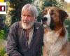 L’Appel de la forêt sur TF1 : pourquoi le chien est-il en CGI ? – L’actualité du cinéma
